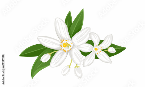 White orange flowers isolated on white background. Blooming branch of neroli with buds and green leaves. Vector illustration of a fragrant plant in cartoon flat style. © Sunnydream