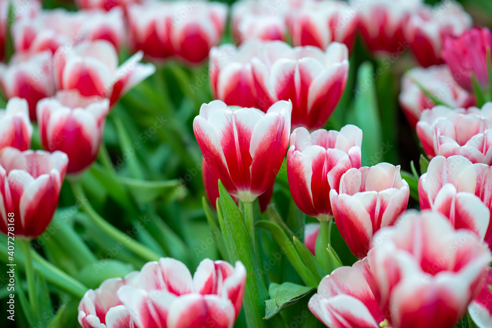 Group of colorful tulip spring flower with green leaf background Group of colorful tulip spring flower with green leaf background
