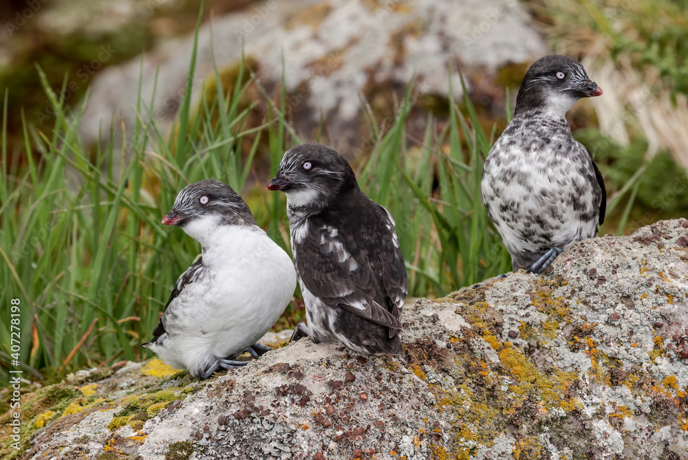 Obraz premium Least Auklets (Aethia pusilla) at colony in St. George Island, Pribilof Islands, Alaska, USA