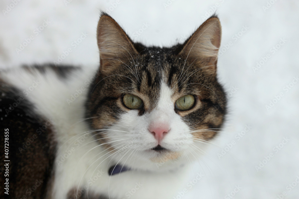 Fluffy cat siting on snow Fluffy cat siting on snow