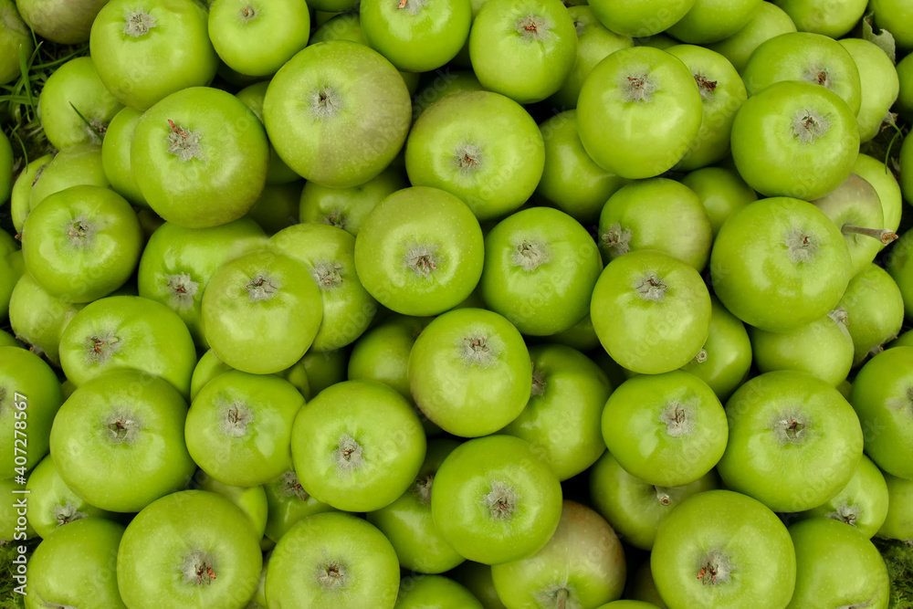 Bunch of green apples in supermarket. Group of green apples forming a background Bunch of green apples in supermarket. Group of green apples forming a background