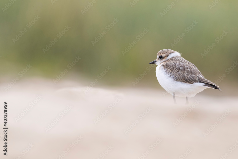 Young, kentish plover on the beach Young, kentish plover on the beach