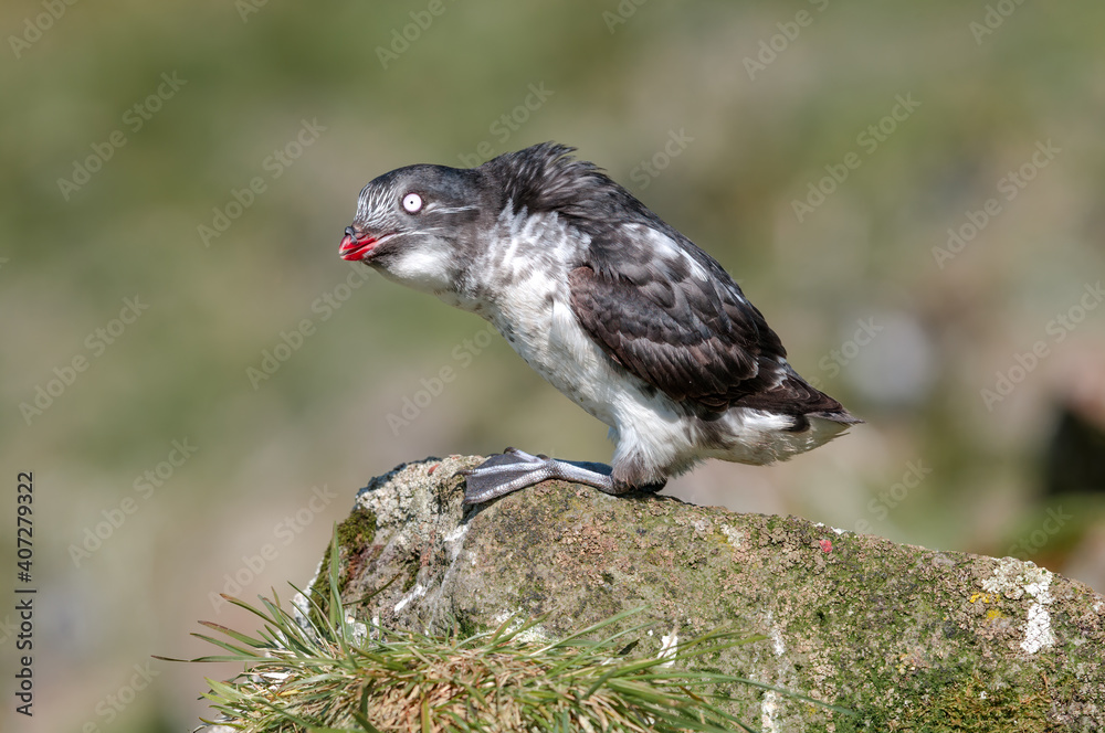 Least Auklet (Aethia pusilla) at colony in St. George Island, Pribilof Islands, Alaska, USA Least Auklet (Aethia pusilla) at colony in St. George Island, Pribilof Islands, Alaska, USA