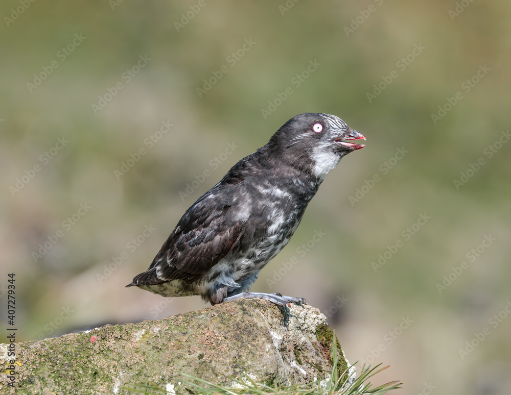 Least Auklet (Aethia pusilla) at colony in St. George Island, Pribilof Islands, Alaska, USA Least Auklet (Aethia pusilla) at colony in St. George Island, Pribilof Islands, Alaska, USA