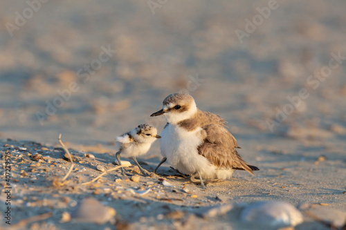 Fototapeta Naklejka Na Ścianę i Meble -  kentish plover, mother and baby bird
