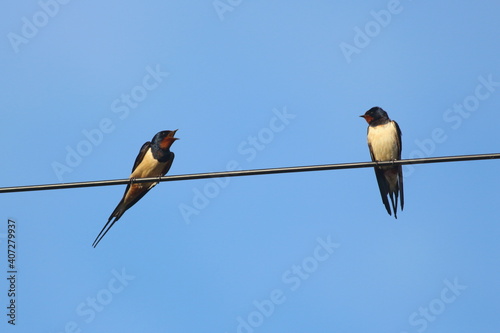 Socially distanced swallows tweeting © BagginsTim