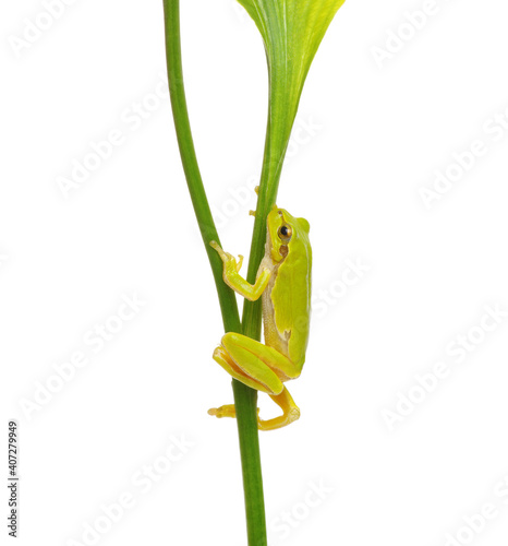 Tree Frog on a green plant