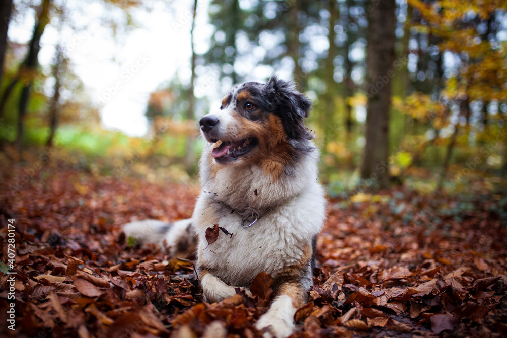 Australian Shepherd in the forest. Playing with the leafs on the floor.