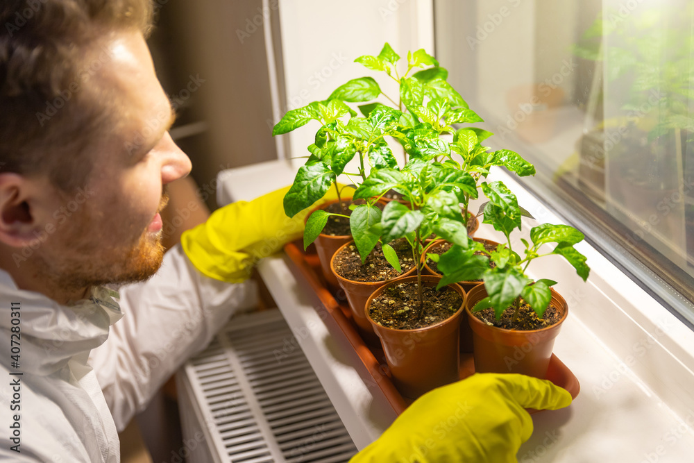 Man gardener scientist in gloves holds a tray with pots of vegetable seedlings grown under artificial lighting in a greenhouse. Man gardener scientist in gloves holds a tray with pots of vegetable seedlings grown under artificial lighting in a greenhouse.