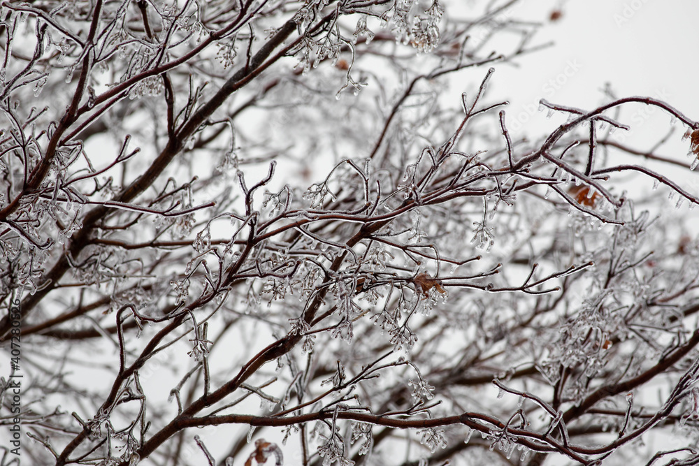 Frozen tree branch Frozen tree branch