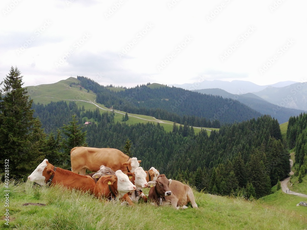 alp, cows, panorama, view to the valley