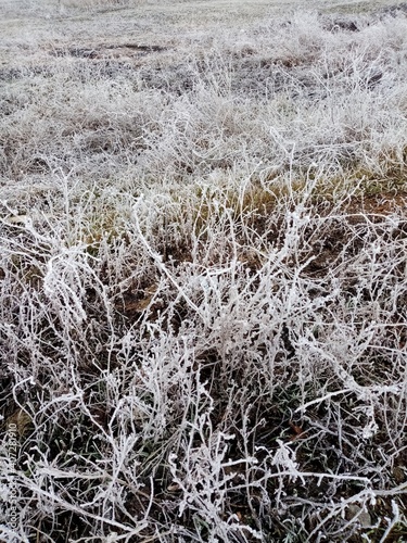 branches covered with frost
