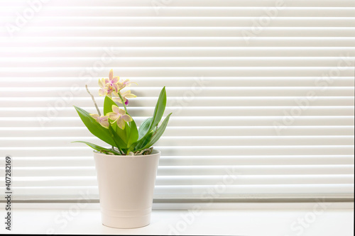 Fototapeta Naklejka Na Ścianę i Meble -  Rhynchostylis orchid plant in pot on window still, front view. Houseplants decoration and home interior