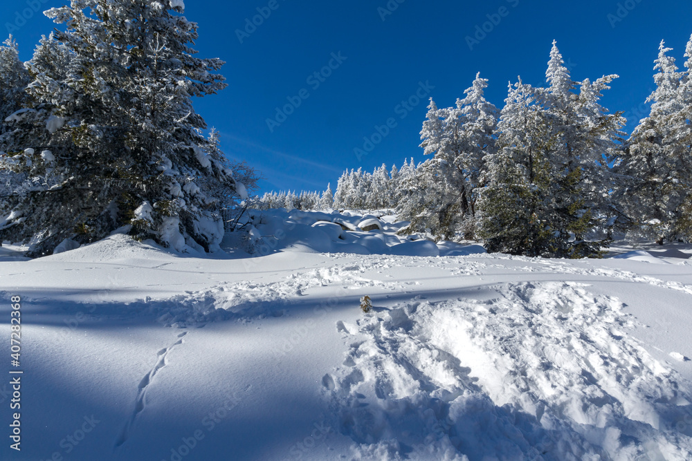 Winter landscape of Vitosha Mountain, Bulgaria Winter landscape of Vitosha Mountain, Bulgaria