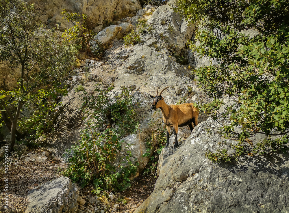 Obraz premium Single goat on the Sainte-Victoire mountain in South France