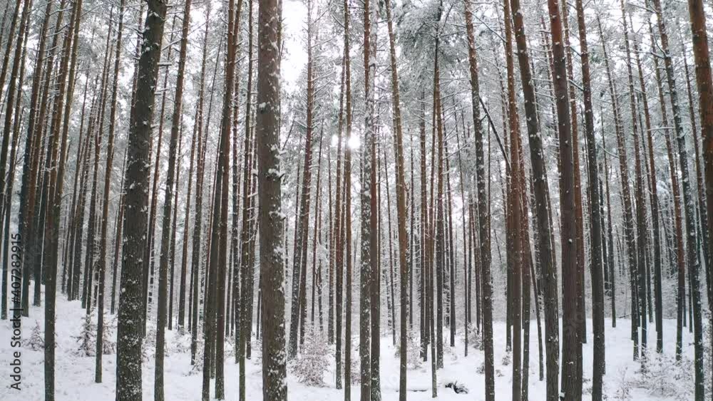 Forest in winter - sun shining between snow-covered trees. Snow-covered forest and sunlight peeking through the trees. Forest in winter - sun shining between snow-covered trees. Snow-covered forest and sunlight peeking through the trees.