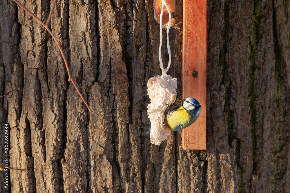 Fototapeta premium Titmouse eats lard