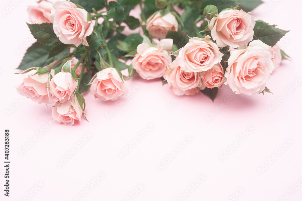 empty pink paper sheet and buds of pink roses, festive background, copy space
