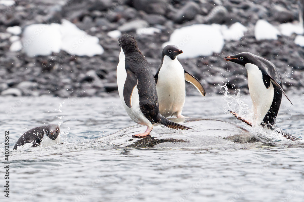 Fototapeta premium Landed it! Adelie Penguins play on a rock in Antarctica