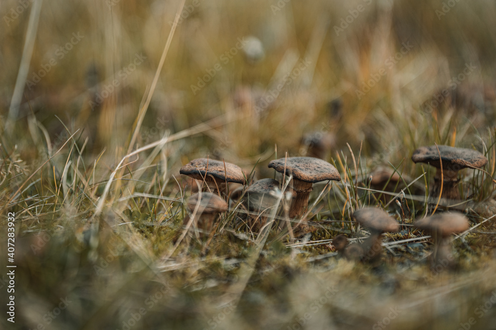 Wild mushrooms in grass in Norway Wild mushrooms in grass in Norway