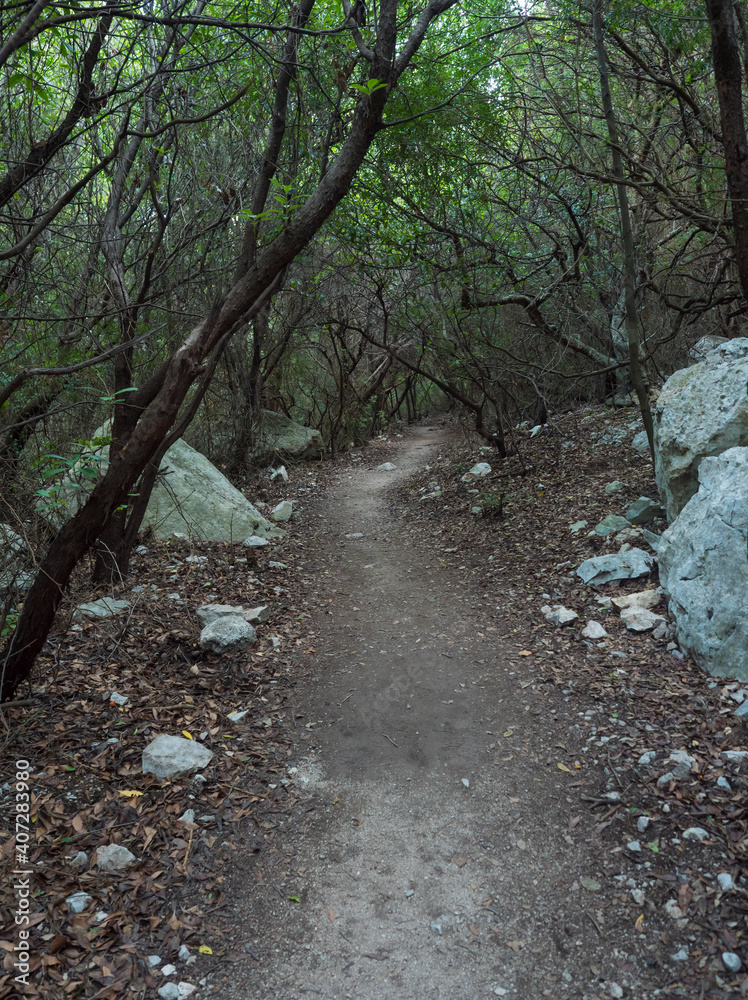 dirt road of hiking trail to Cala Goloritze in green forest with limestone rocks and mediterranean vegetation, Nuoro, Sardinia, Italy dirt road of hiking trail to Cala Goloritze in green forest with limestone rocks and mediterranean vegetation, Nuoro, Sardinia, Italy