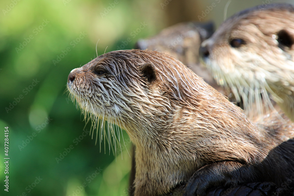 Water repellent fur and whiskers on a river otter. Water repellent fur and whiskers on a river otter.