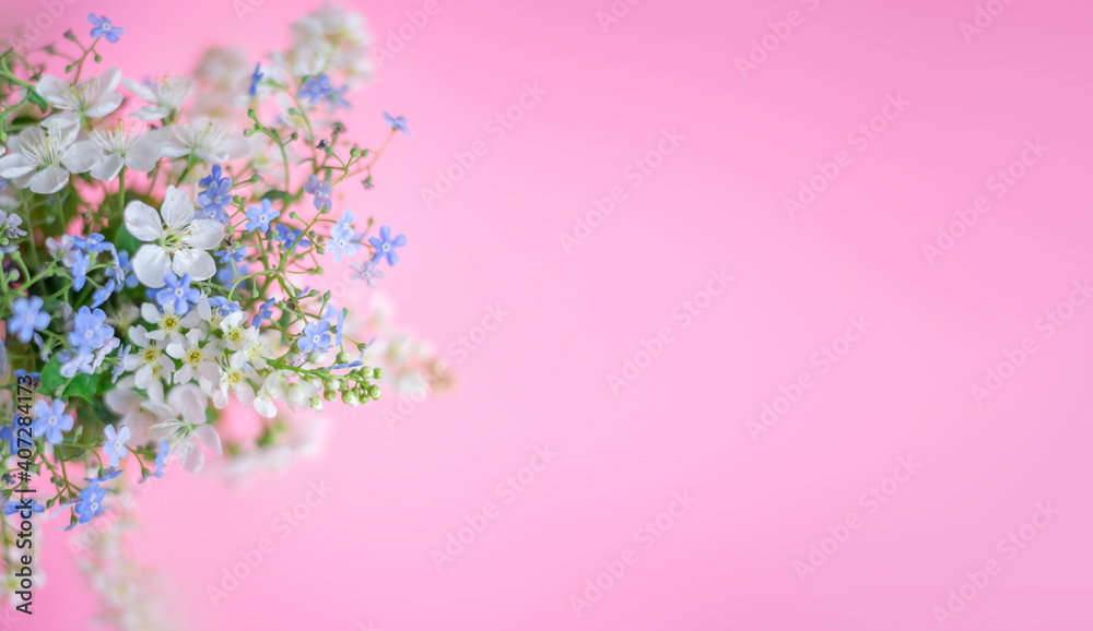 Floral spring background. White and blue flowers on a pastel pink background. Top view, copy space.