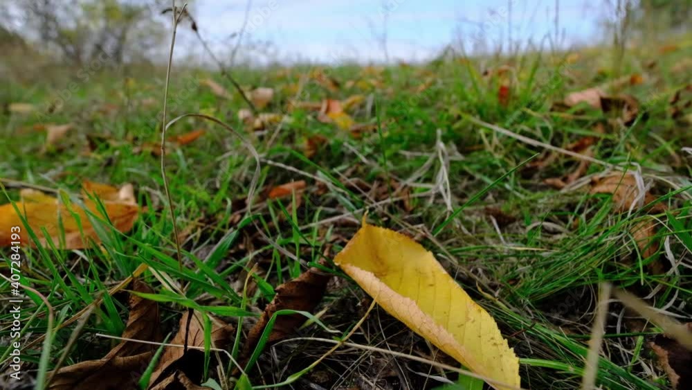 Nature Video Scenario scene close up of colorful leaf that is blowing by the wind Nature Video Scenario scene close up of colorful leaf that is blowing by the wind