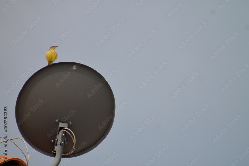 Bird on a dish antenna