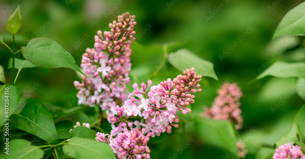 Lilac flowers on a green background. Spring Banner. Lilac flowers on a green background. Spring Banner.