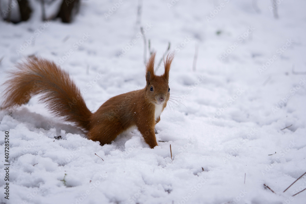 Beautiful fluffy squirrel on snow-white soft snow, good winter day Beautiful fluffy squirrel on snow-white soft snow, good winter day