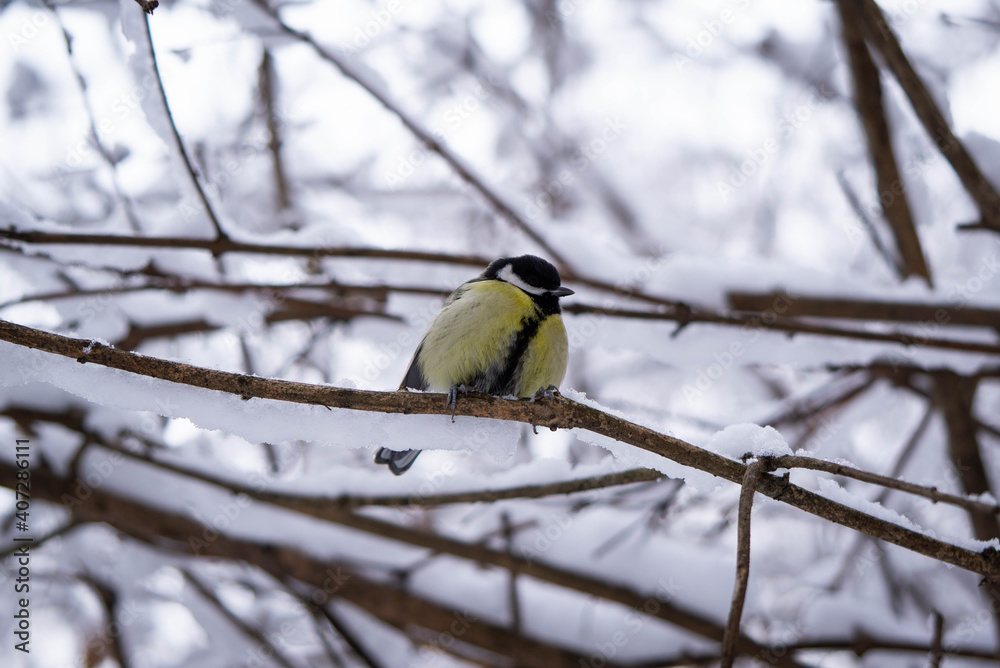 titmouse on a snow-covered branch in winter, good winter day titmouse on a snow-covered branch in winter, good winter day