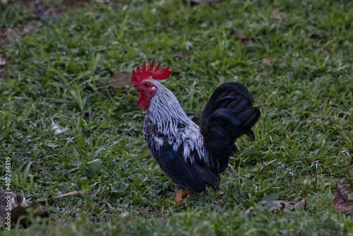 rooster on the farm grass