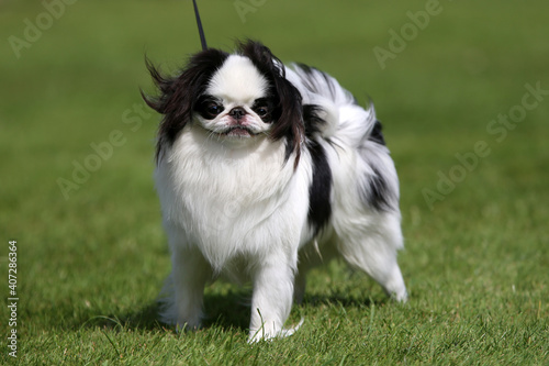 Japanese Chin