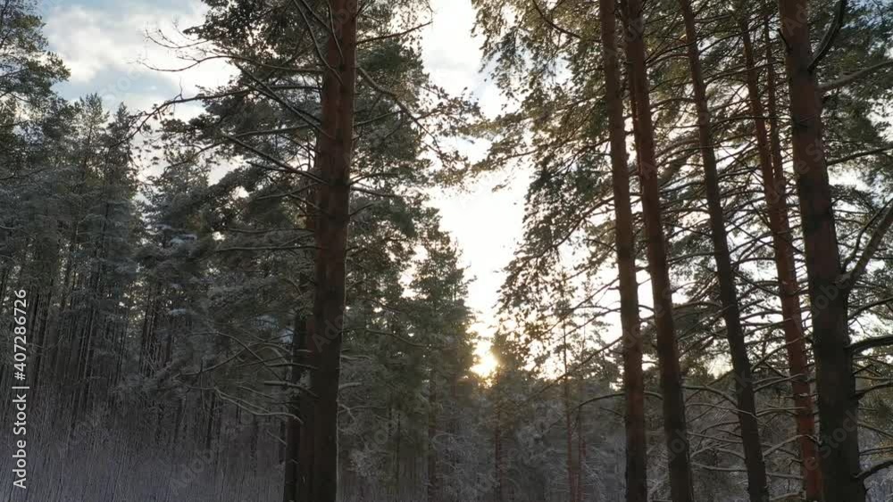 Winter forest in the snow, filmed from a copter Winter forest in the snow, filmed from a copter