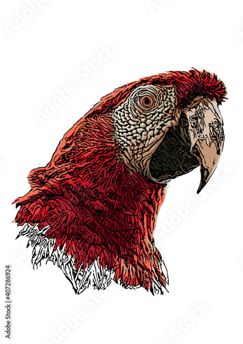 parrot head vector illustration