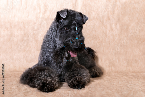 Portrait of a beautiful Kerry blue terrier lying on a beige background in the salon, after grooming