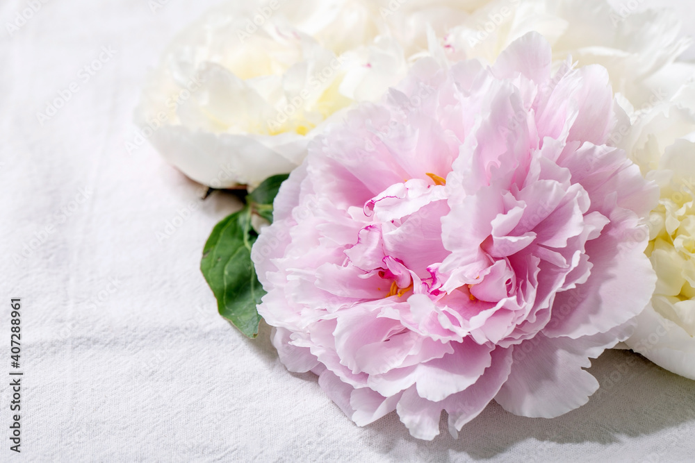 Pink and white peonies flowers with leaves over white cotton textile background. Close up, copy space Pink and white peonies flowers with leaves over white cotton textile background. Close up, copy space