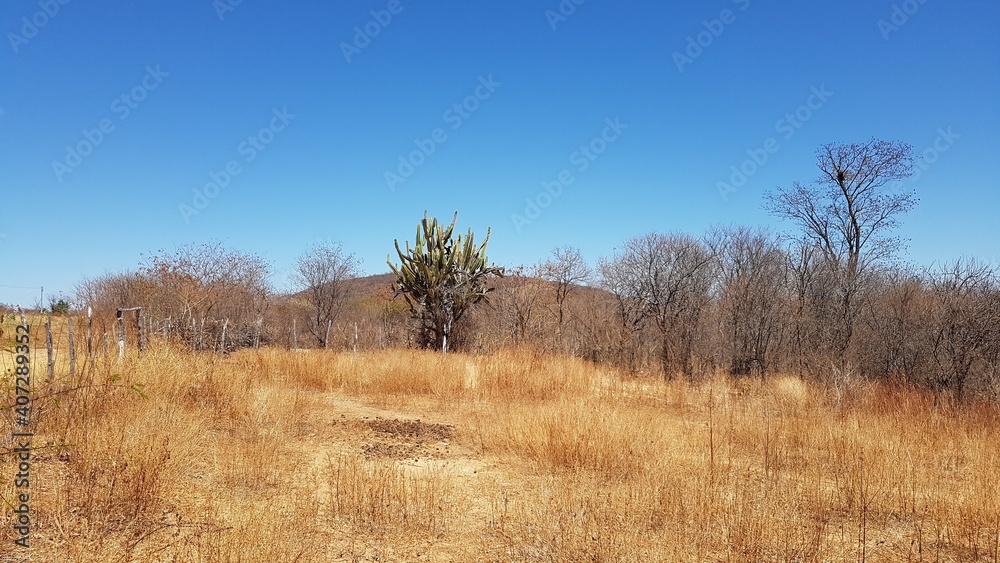 trees in the field