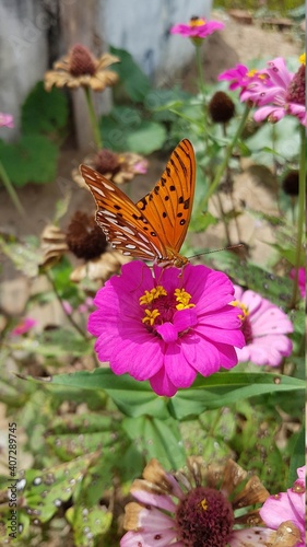 butterfly on flower © Tarcsio