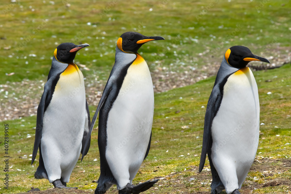 Fototapeta premium Three King Penguins Out for a Stroll at Volunteer Point, Falkland Islands