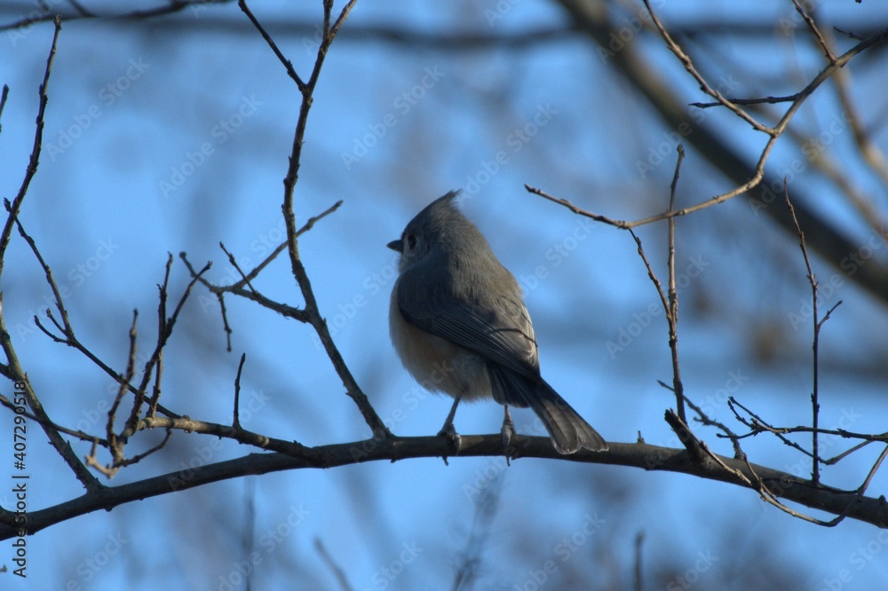 Titmouse baby bird Titmouse baby bird