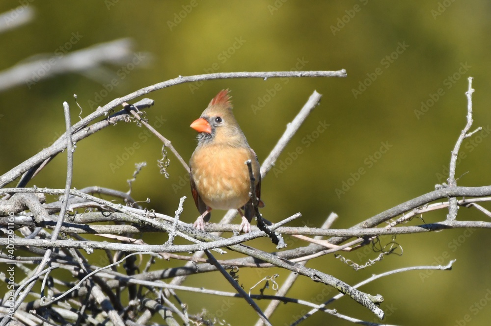 Baby female cardinal bird Baby female cardinal bird