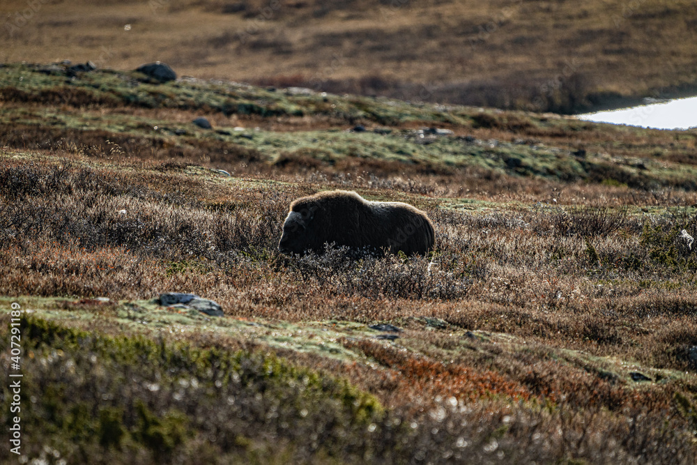 Fototapeta premium musk ox in norway in dovrefjell relaxing in autumn