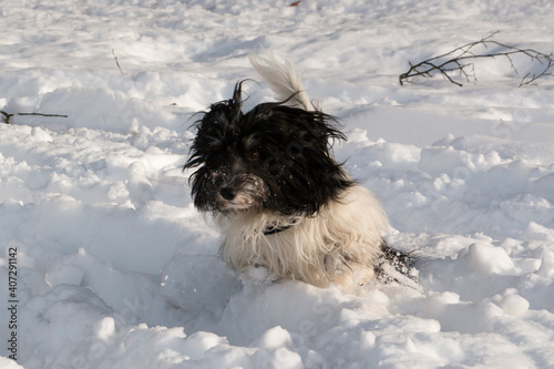 PON-Schapendoes Mix have fun running and playing in snow