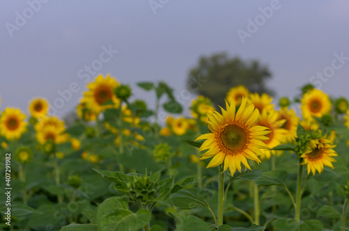 Dadegal  Karnataka  India - November 6  2013  Closeup of blooming sunflower in front of faded others mixes yellow and green under light blue cloudscape. 