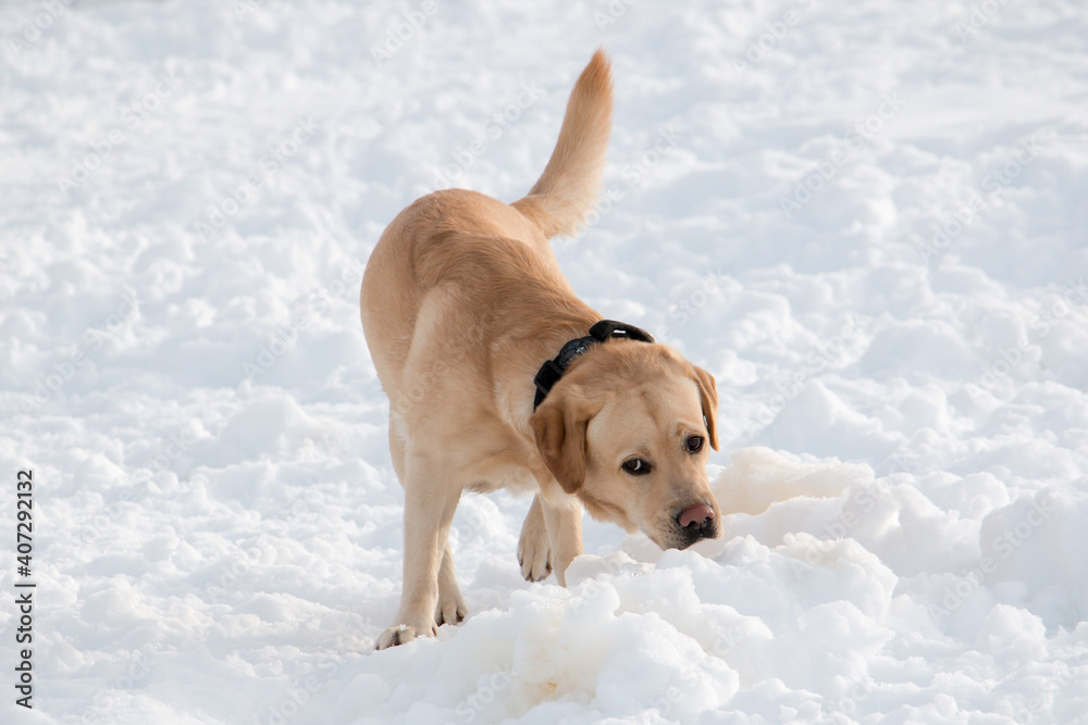Labrador male sniffing joyfully in the snow