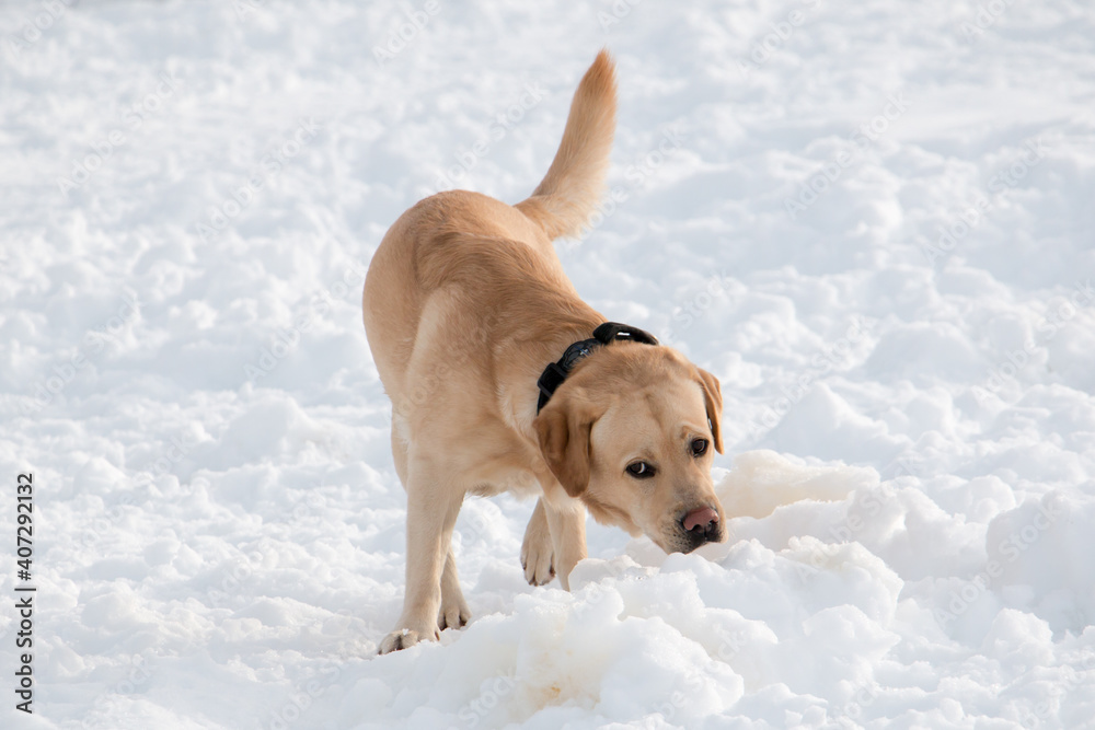 Labrador male sniffing joyfully in the snow Labrador male sniffing joyfully in the snow