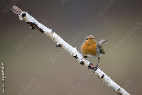 Rougegorge familier Erithacus rubecula perché sur branche de boulot photo