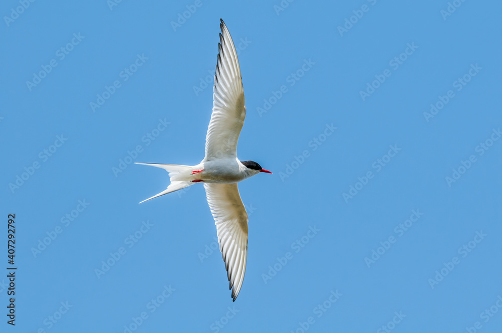 Arctic Tern (Sterna paradisaea) in Barents Sea coastal area, Russia Arctic Tern (Sterna paradisaea) in Barents Sea coastal area, Russia